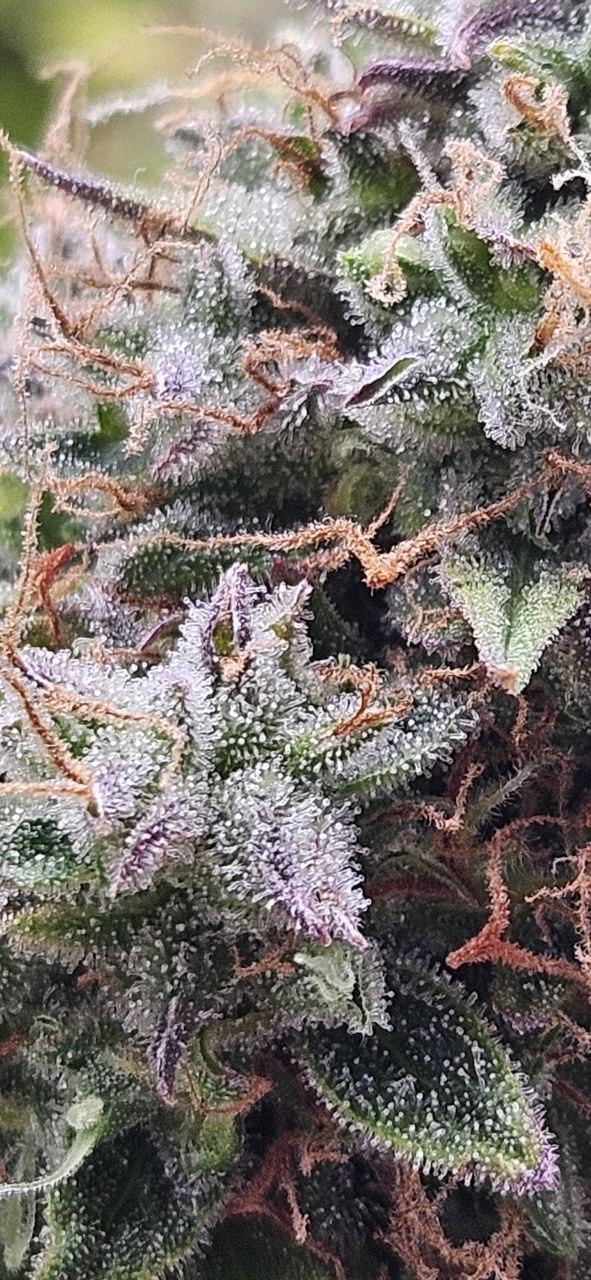 Lets get some awesome autoflowering. Week 14