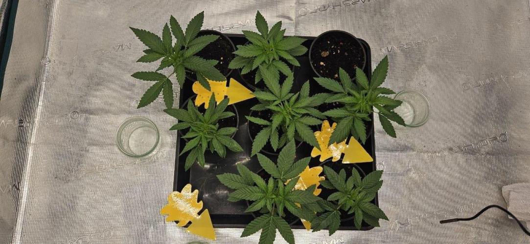 CopyCat Genetics Tryout 🤪. Week 3