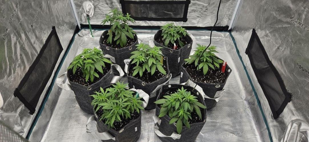 CopyCat Genetics Tryout 🤪. Week 4 - new pots for the girls