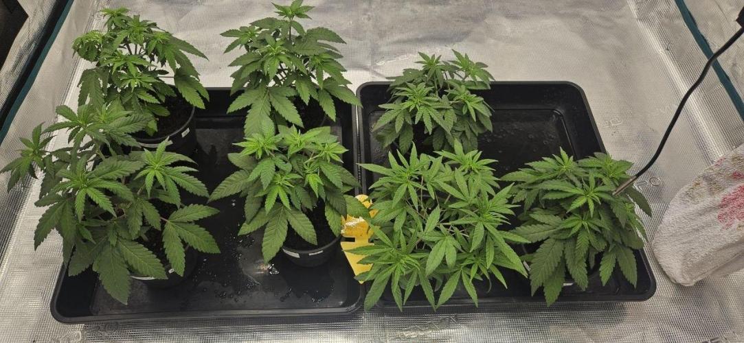 CopyCat Genetics Tryout 🤪. Week 4