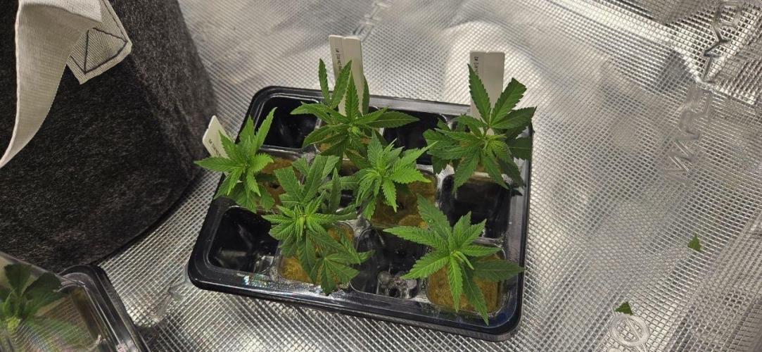 CopyCat Genetics Tryout 🤪. Week 4 - lets try to get some clones rooted