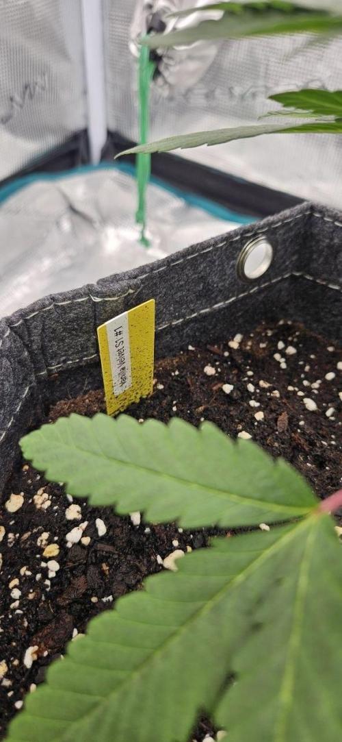 CopyCat Genetics Tryout 🤪. Week 5 - Vanilla Velvet #1