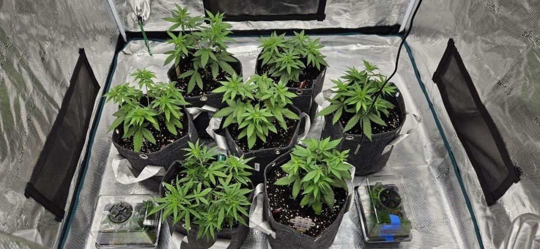 CopyCat Genetics Tryout 🤪. Week 5 - [day 35]