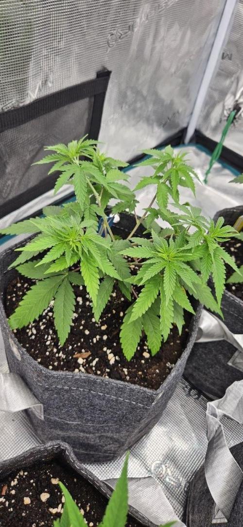 CopyCat Genetics Tryout 🤪. Week 5 - Blue Soap Drip (3n) #2