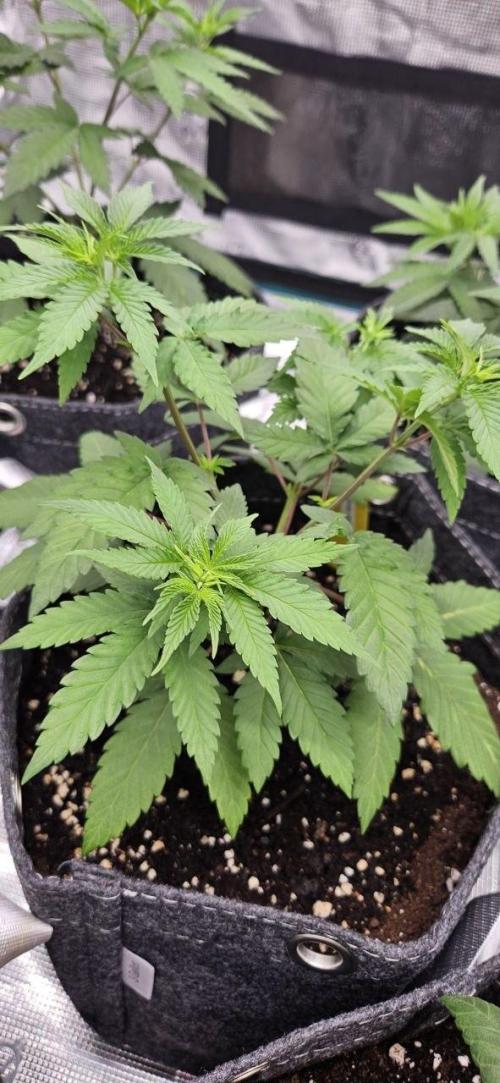 CopyCat Genetics Tryout 🤪. Week 5 - Vanilla Velvet #2