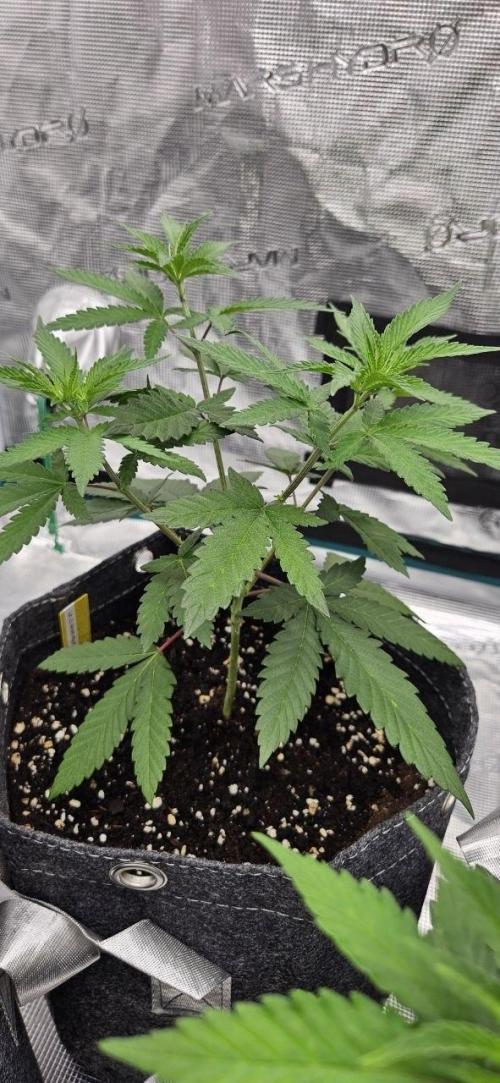 CopyCat Genetics Tryout 🤪. Week 5 - Vanilla Velvet #1