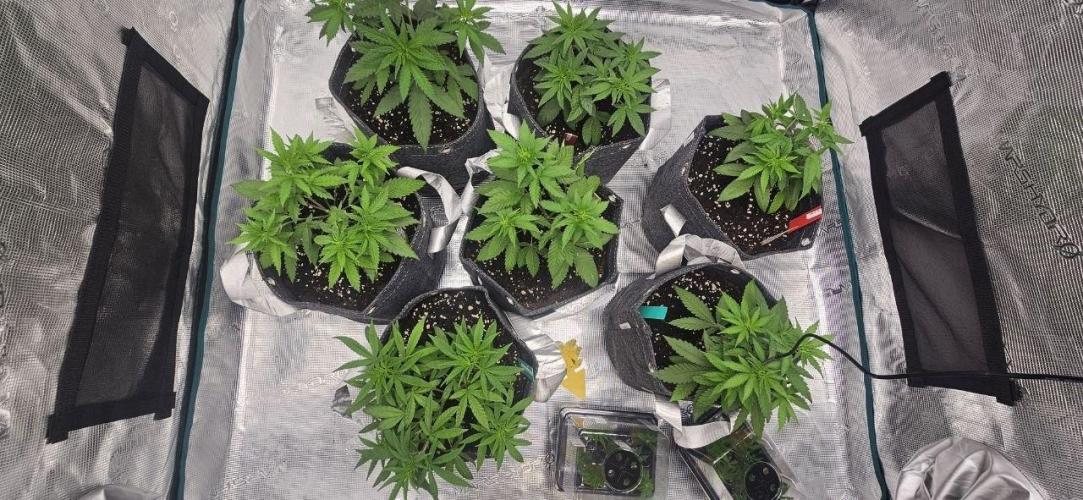 CopyCat Genetics Tryout 🤪. Week 5 - [day 35]