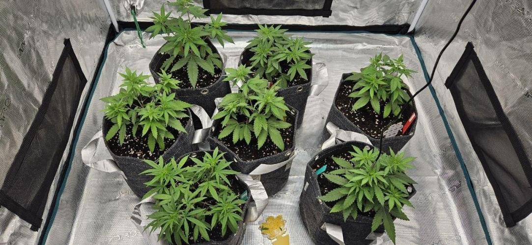 CopyCat Genetics Tryout 🤪. Week 5 - [day 35]