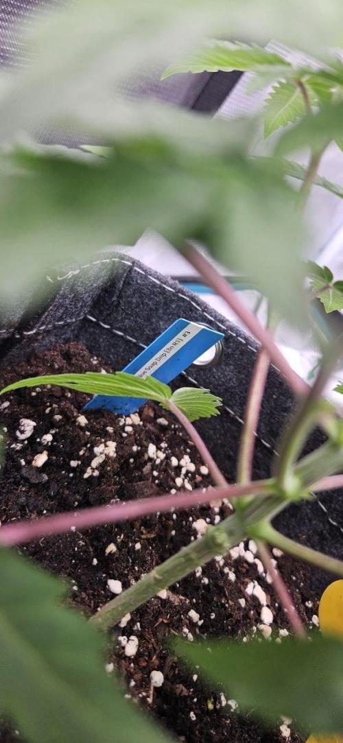CopyCat Genetics Tryout 🤪. Week 5 - Blue Soap Drip (3n) #2