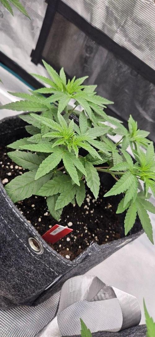 CopyCat Genetics Tryout 🤪. Week 5 - 5280 s1 #1