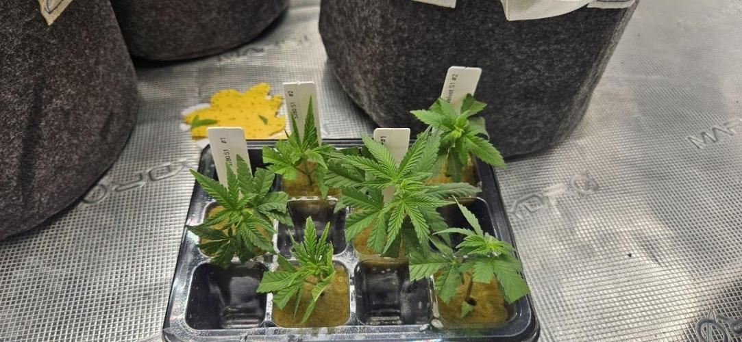 CopyCat Genetics Tryout 🤪. Week 5 - test clones