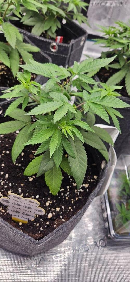 CopyCat Genetics Tryout 🤪. Week 5 - 5280 s1 #2