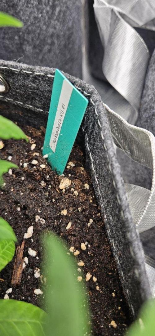 CopyCat Genetics Tryout 🤪. Week 5 - Blue Soap Drip (3n) #1