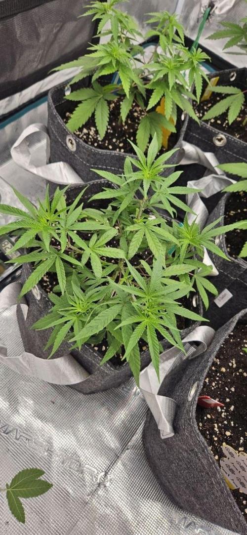 CopyCat Genetics Tryout 🤪. Week 5 - Blue Soap Drip (3n) #1
