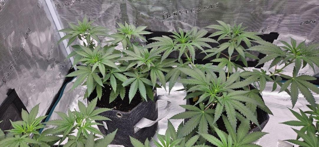 CopyCat Genetics Tryout 🤪. Week 6