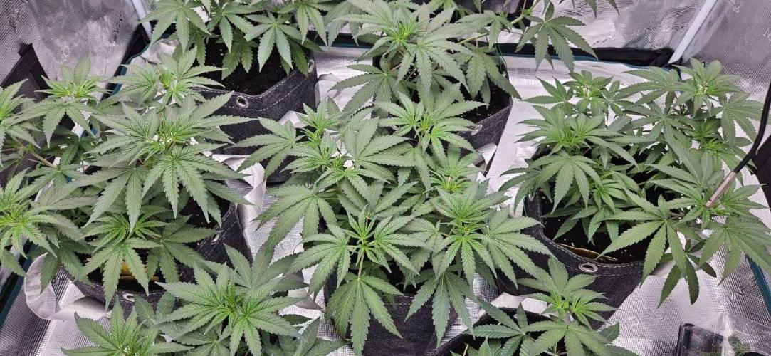 CopyCat Genetics Tryout 🤪. Week 6
