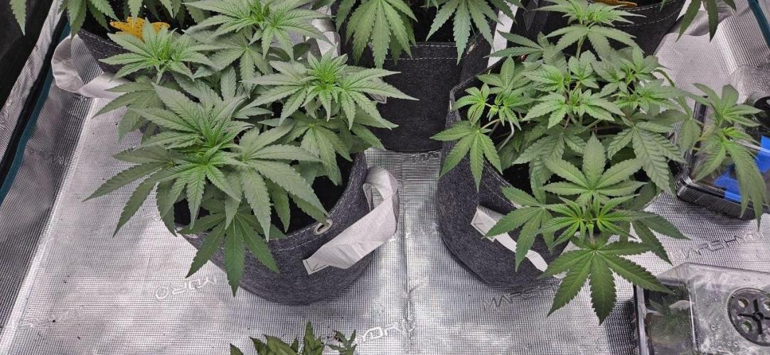 CopyCat Genetics Tryout 🤪. Week 6