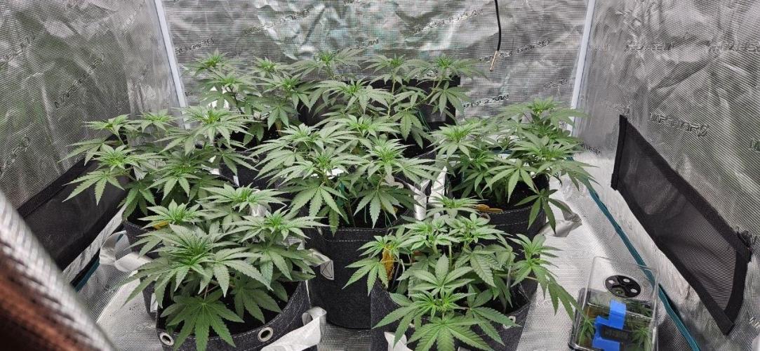 CopyCat Genetics Tryout 🤪. Week 6
