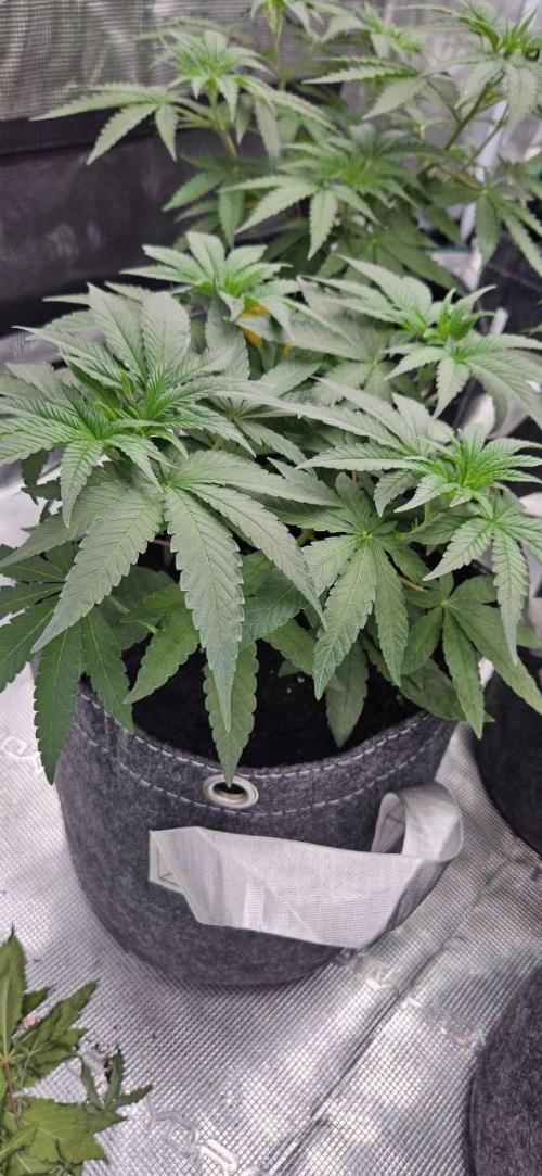 CopyCat Genetics Tryout 🤪. Week 6