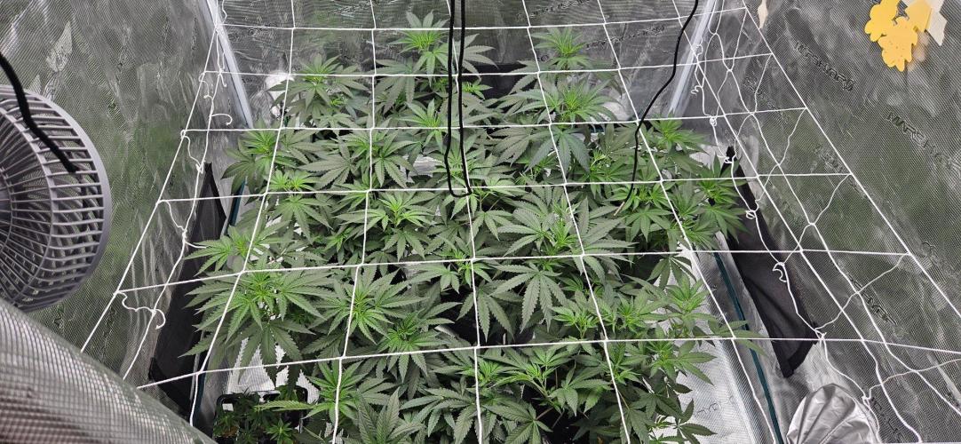 Tryout 5280s 🤪 VV & Blue Soap Drip 3N. Week 7