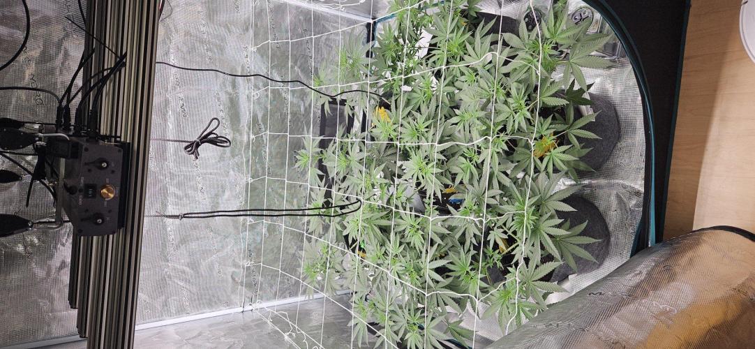 Tryout 5280s 🤪 VV & Blue Soap Drip 3N. Week 7