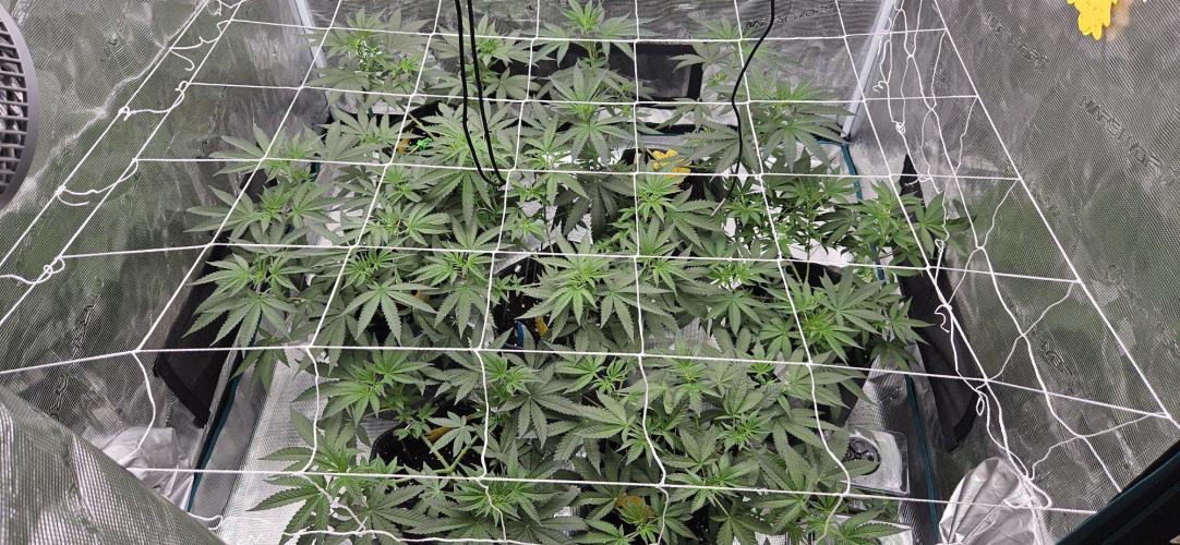 Tryout 5280s 🤪 VV & Blue Soap Drip 3N. Week 7