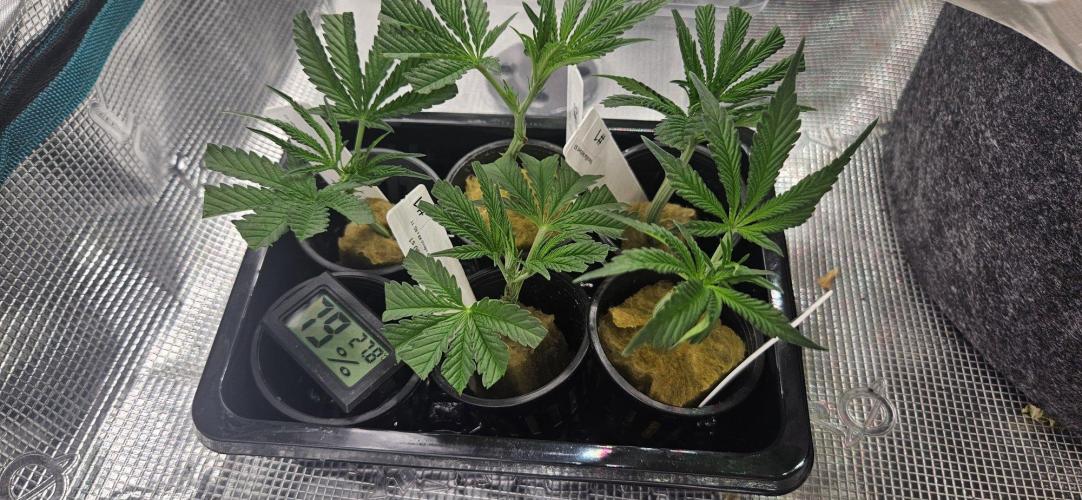 Tryout 5280s 🤪 VV & Blue Soap Drip 3N. Week 7