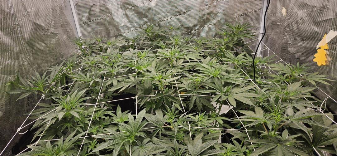 Tryout 5280s 🤪 VV & Blue Soap Drip 3N. Week 8