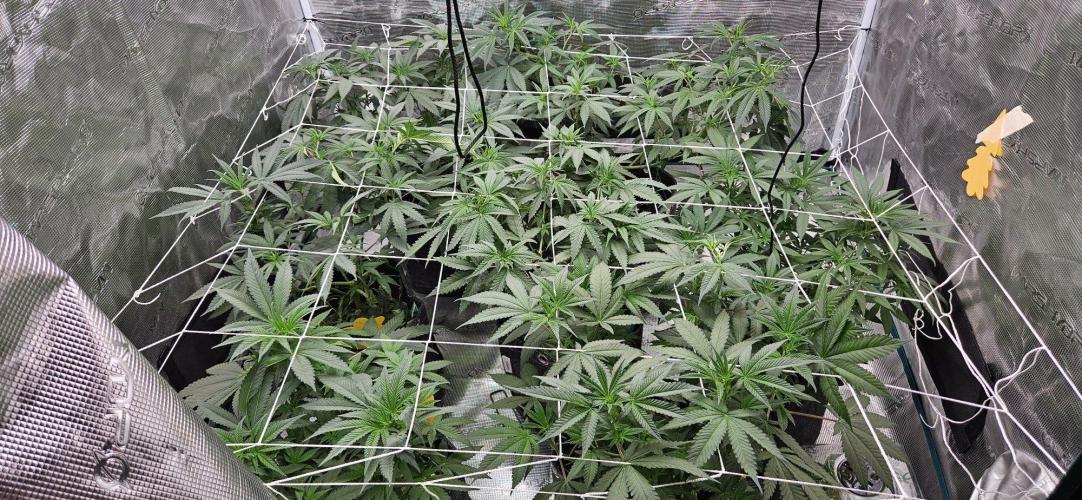 Tryout 5280s 🤪 VV & Blue Soap Drip 3N. Week 8