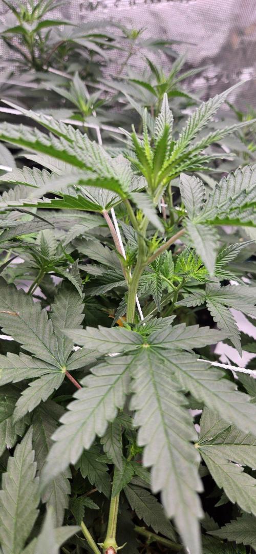 Tryout 5280s 🤪 VV & Blue Soap Drip 3N. Week 8