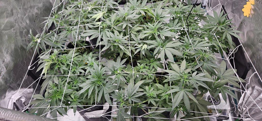 Tryout 5280s 🤪 VV & Blue Soap Drip 3N. Week 8