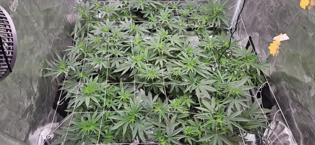 Tryout 5280s 🤪 VV & Blue Soap Drip 3N. Week 8