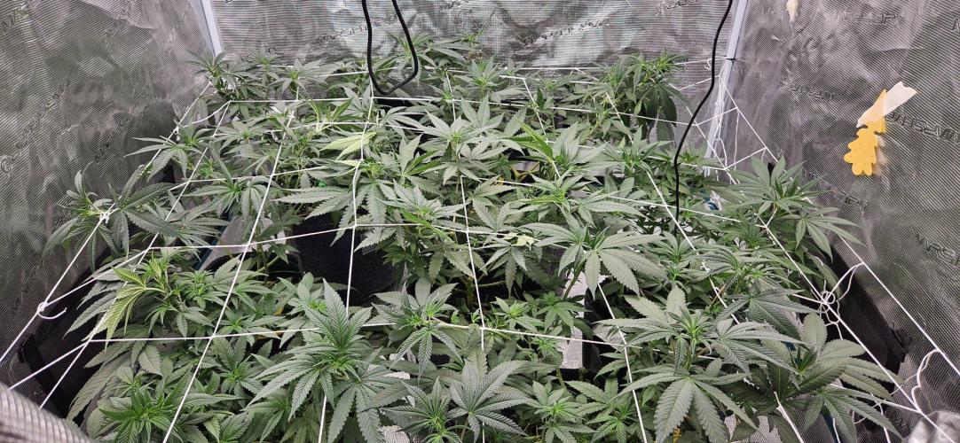 Tryout 5280s 🤪 VV & Blue Soap Drip 3N. Week 8