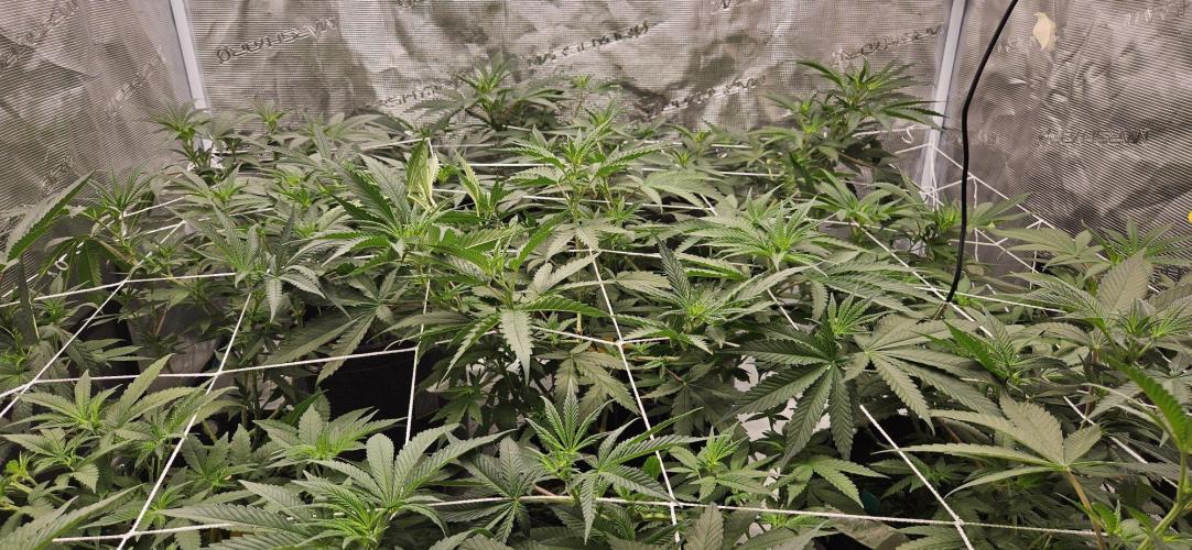 Tryout 5280s 🤪 VV & Blue Soap Drip 3N. Week 8