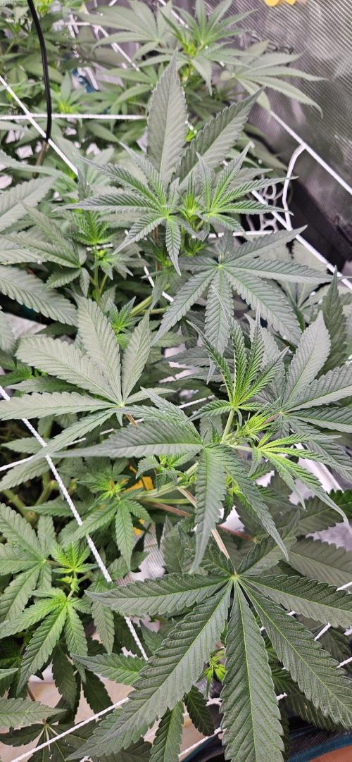 Tryout 5280s 🤪 VV & Blue Soap Drip 3N. Week 8