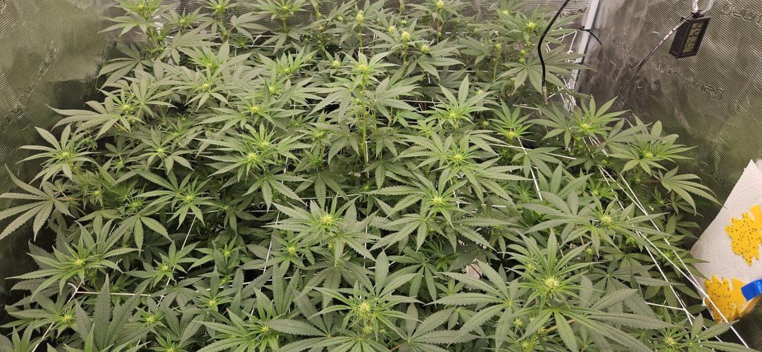 Tryout 5280s 🤪 VV & Blue Soap Drip 3N. Week 9