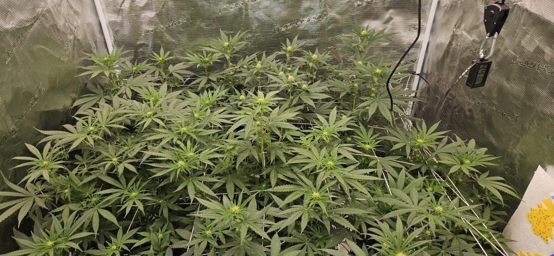 Tryout 5280s 🤪 VV & Blue Soap Drip 3N. Week 9