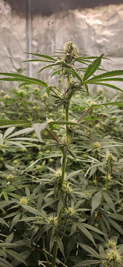 Tryout 5280s 🤪 VV & Blue Soap Drip 3N. Week 10