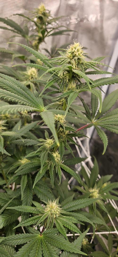 Tryout 5280s 🤪 VV & Blue Soap Drip 3N. Week 10