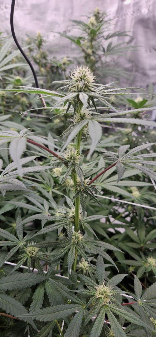 Tryout 5280s 🤪 VV & Blue Soap Drip 3N. Week 10