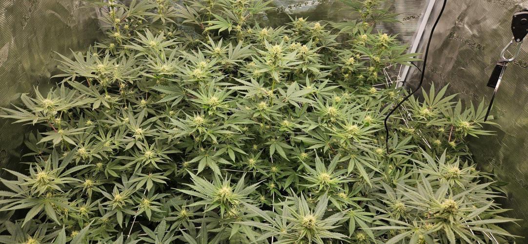 Tryout 5280s 🤪 VV & Blue Soap Drip 3N. Week 10