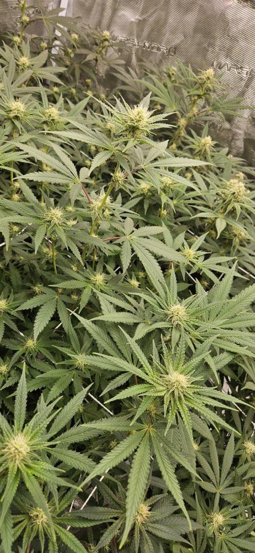 Tryout 5280s 🤪 VV & Blue Soap Drip 3N. Week 10