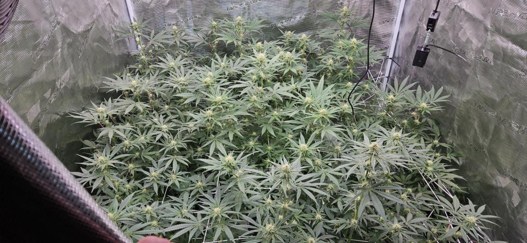 Tryout 5280s 🤪 VV & Blue Soap Drip 3N. Week 10