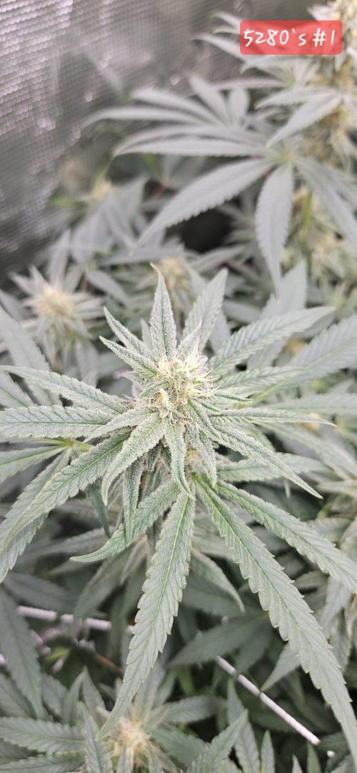 Tryout 5280s 🤪 VV & Blue Soap Drip 3N. Week 11