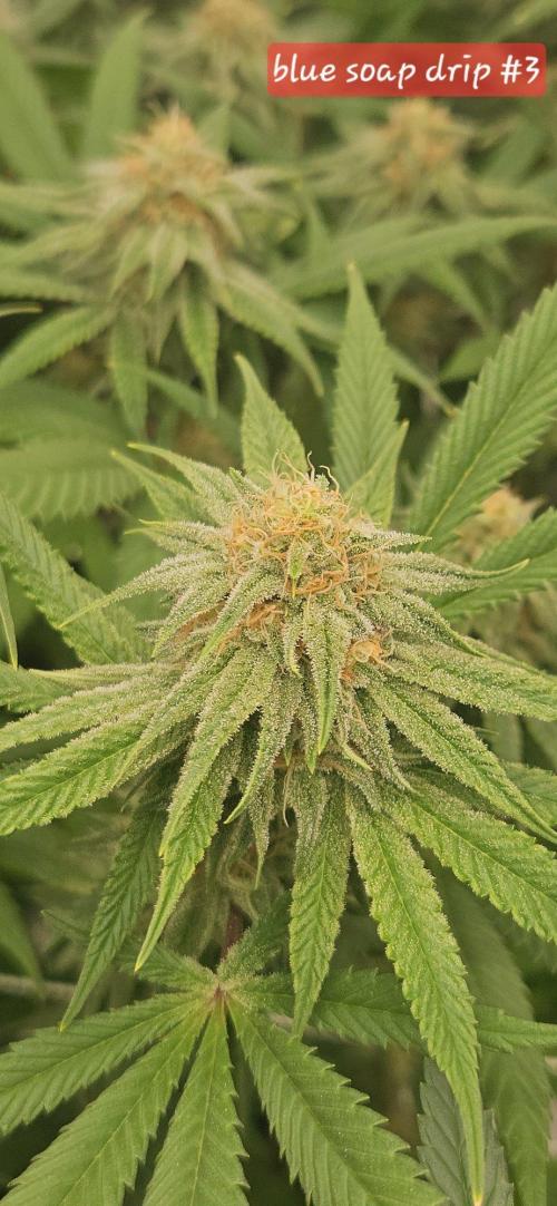 Tryout 5280s 🤪 VV & Blue Soap Drip 3N. Week 11