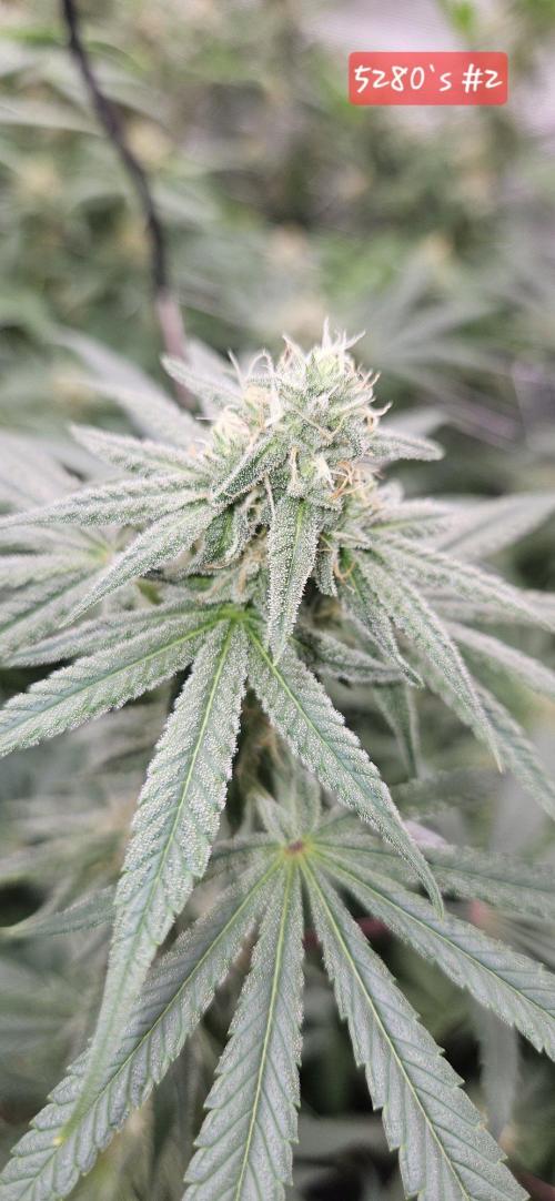 Tryout 5280s 🤪 VV & Blue Soap Drip 3N. Week 11