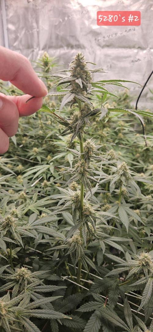 Tryout 5280s 🤪 VV & Blue Soap Drip 3N. Week 11