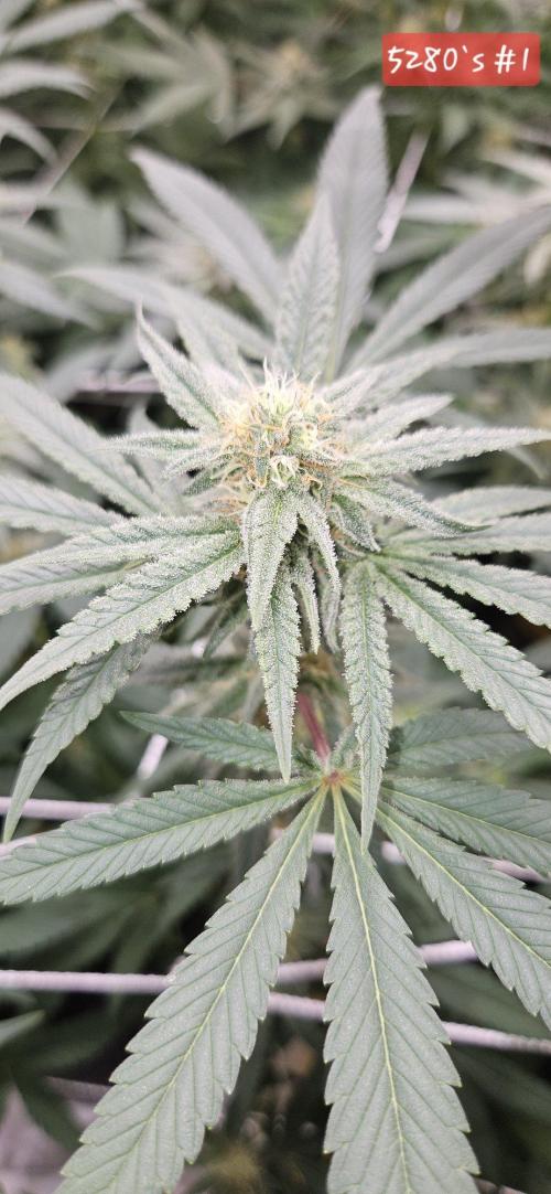 Tryout 5280s 🤪 VV & Blue Soap Drip 3N. Week 11