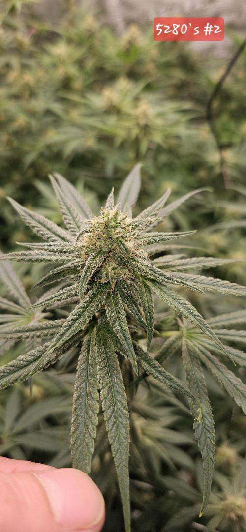 Tryout 5280s 🤪 VV & Blue Soap Drip 3N. Week 11