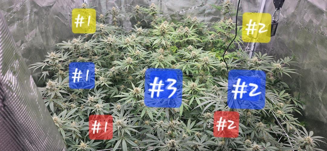 Triploid  Blue Soap Drip & 5280s & VV ;). Week 12
